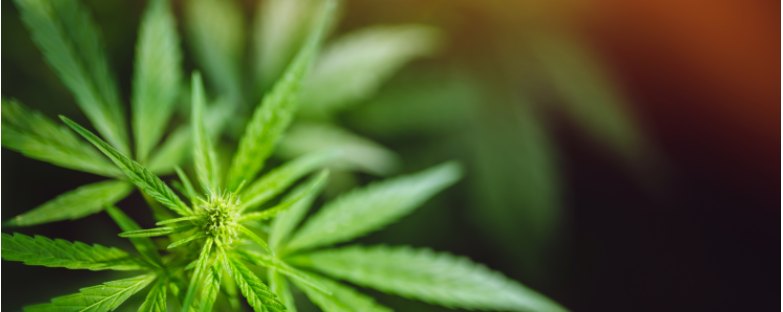 6 Beginner Tips for Responsible Cannabis Use By Potadvisor